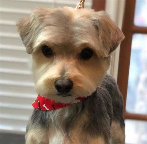 female shorkie haircuts|how to groom a shorkie.